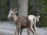 Cdn Rockies Adventure (Aug 2010) - Canmore - 030
